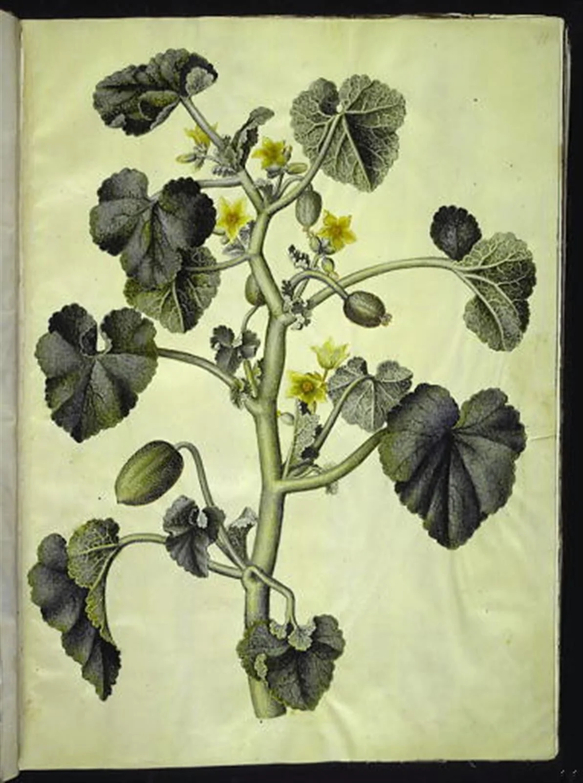 Ecballium elaterium (æselagurk), by Unknown, unspecified, 1654