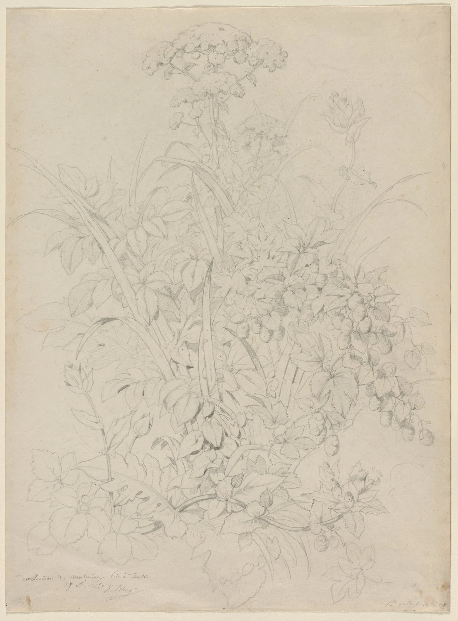 Plant Study, by Eugène Blery, 1857