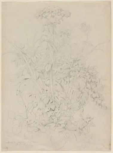 Plant Study