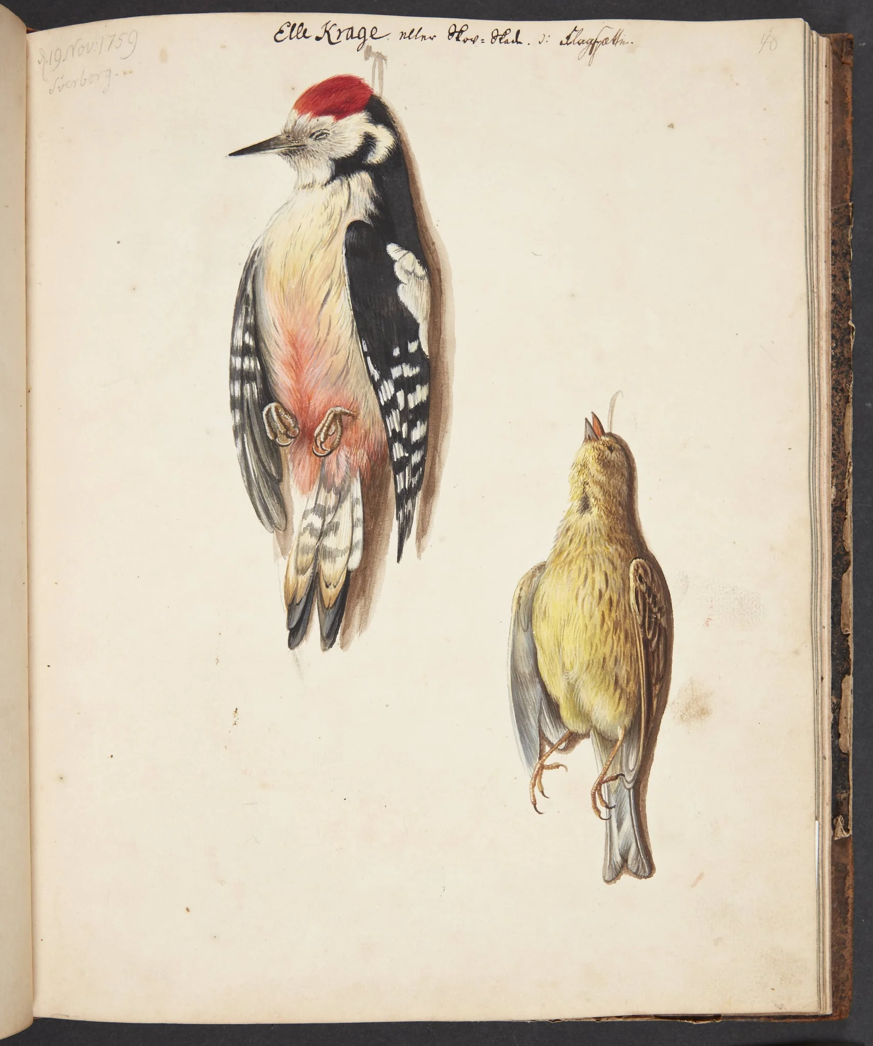 Studie af død flagspætte og gulspurv, ophængt, by Unknown, unspecified, 1759