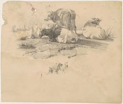 Herd of Cattle