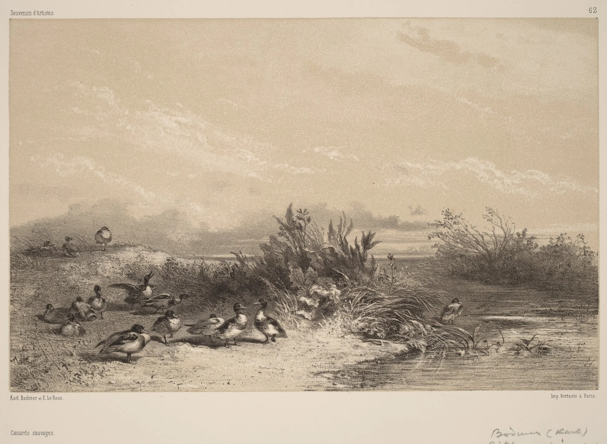 Canards Sauvages, by Karl Bodmer, ink, 1851
