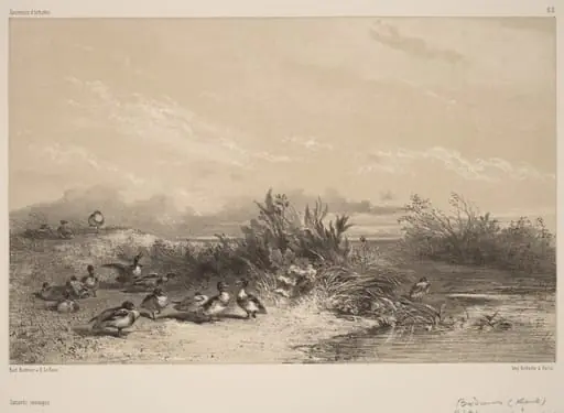 Canards Sauvages