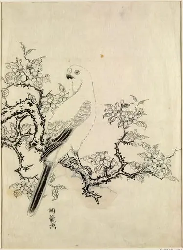Parakeet on the Branch of a Cherry Tree