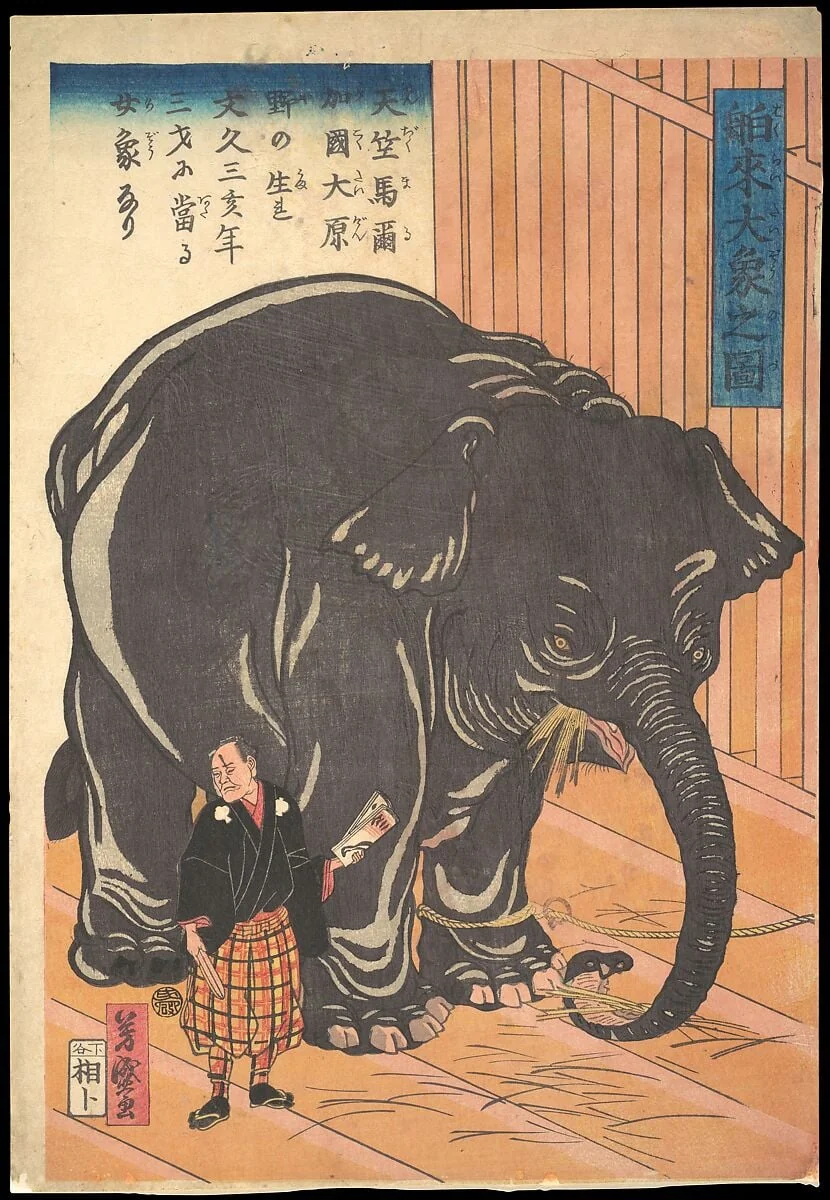 Hakurai taizo no zu|View of the Large Imported Elephant, by Taguchi (Utagawa) Yoshimori, ink, 1863