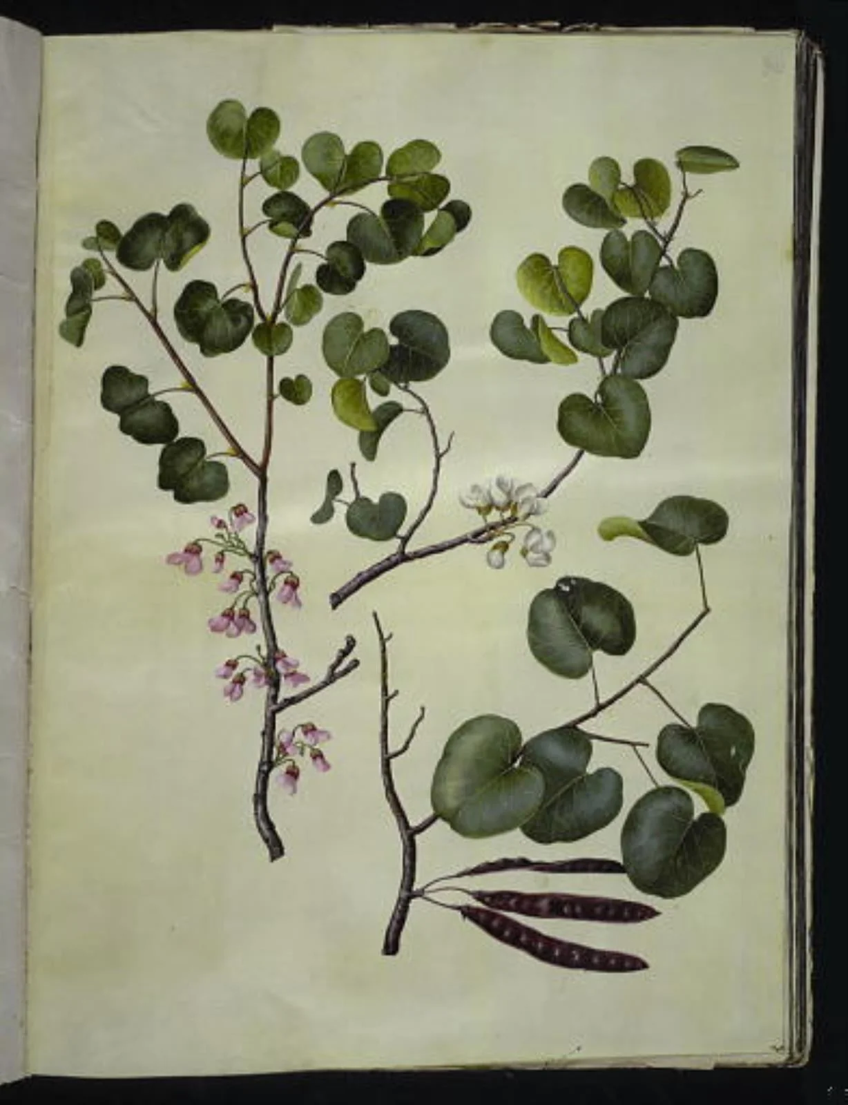 Cercis siliquastrum (almindelig judastræ), by Unknown, unspecified, 1654