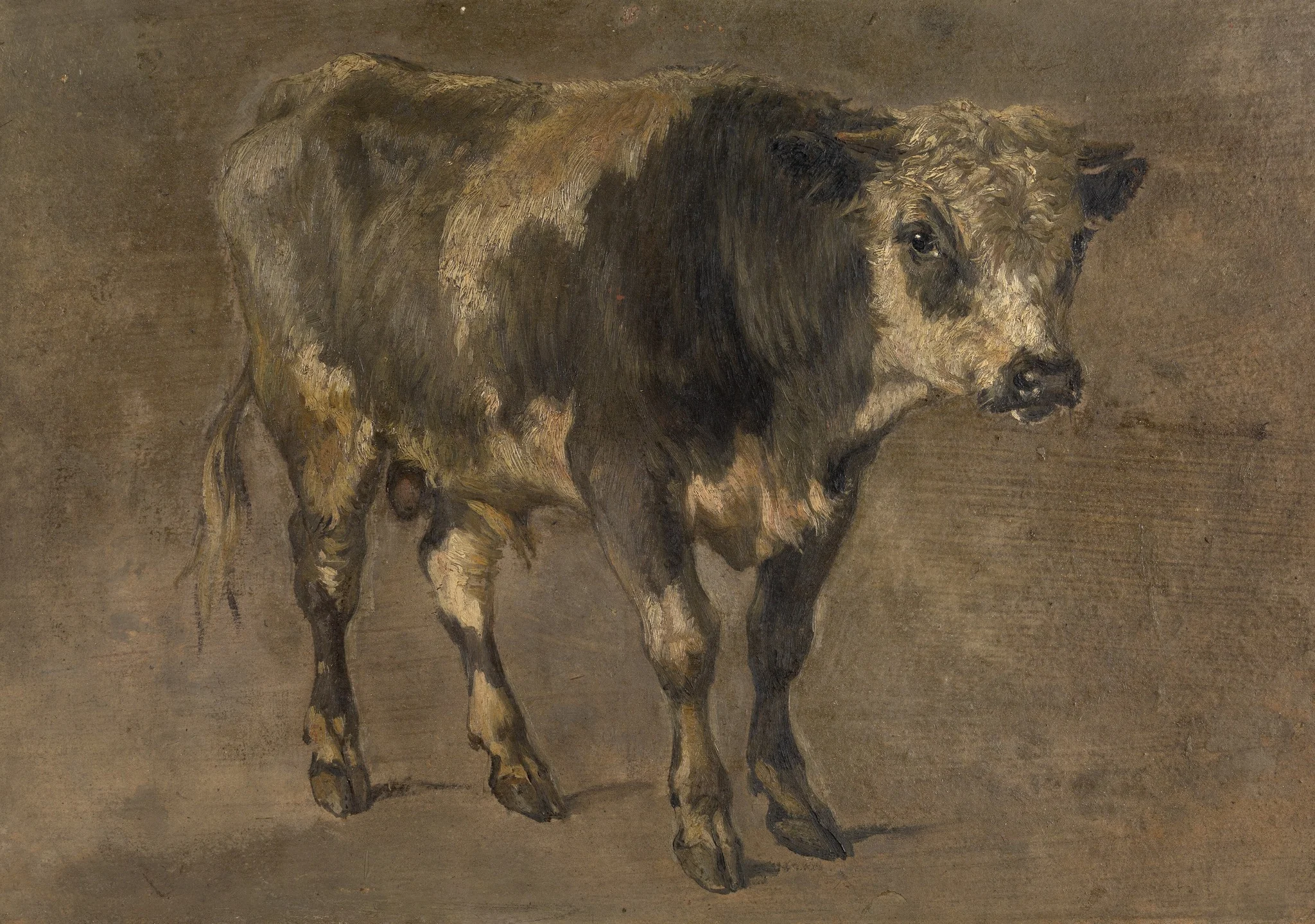 Bull
