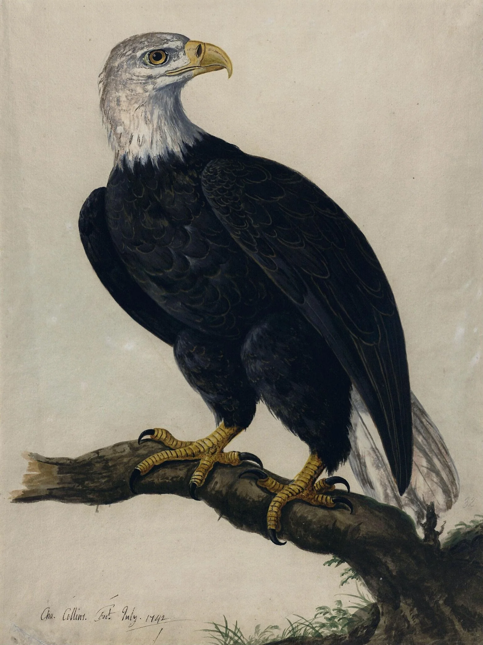A White-headed Sea-eagle