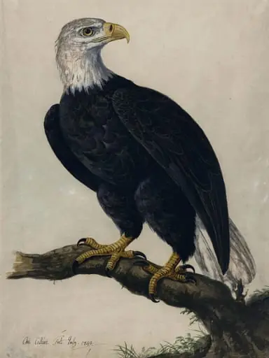 A White-headed Sea-eagle