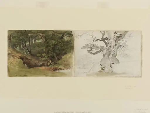 Windsor Forest
