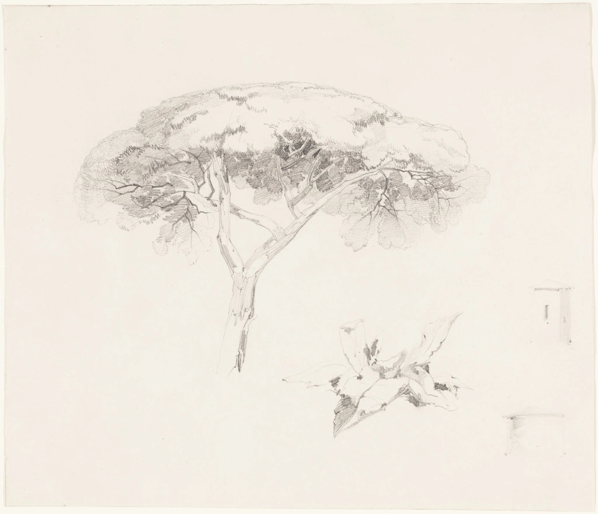Umbrella Pine and Other Studies
