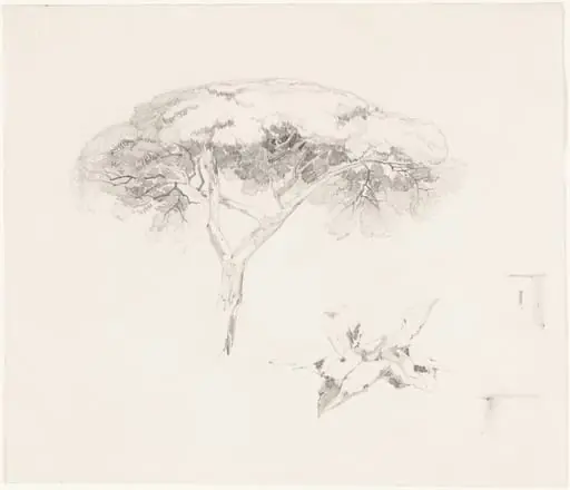 Umbrella Pine and Other Studies