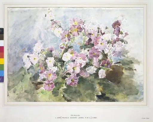 Primulas