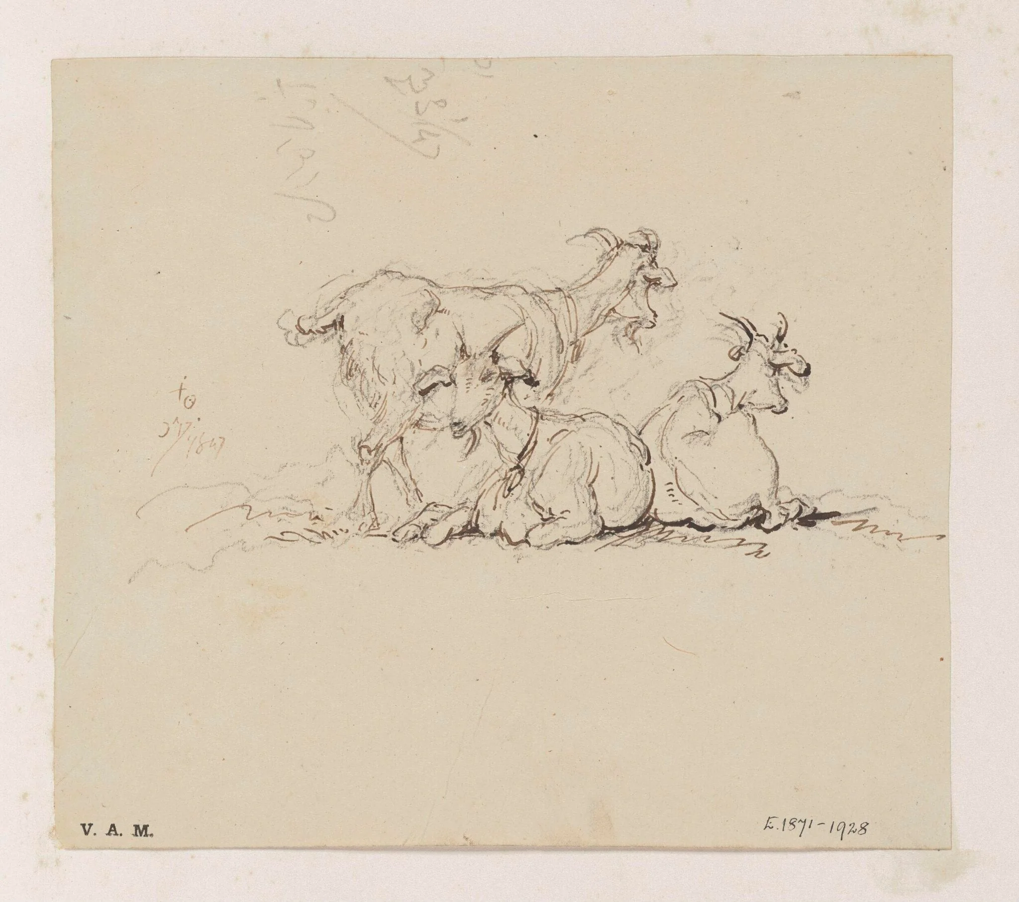 Three goats