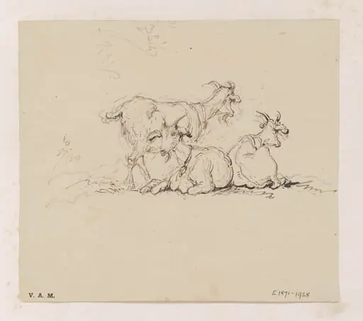 Three goats