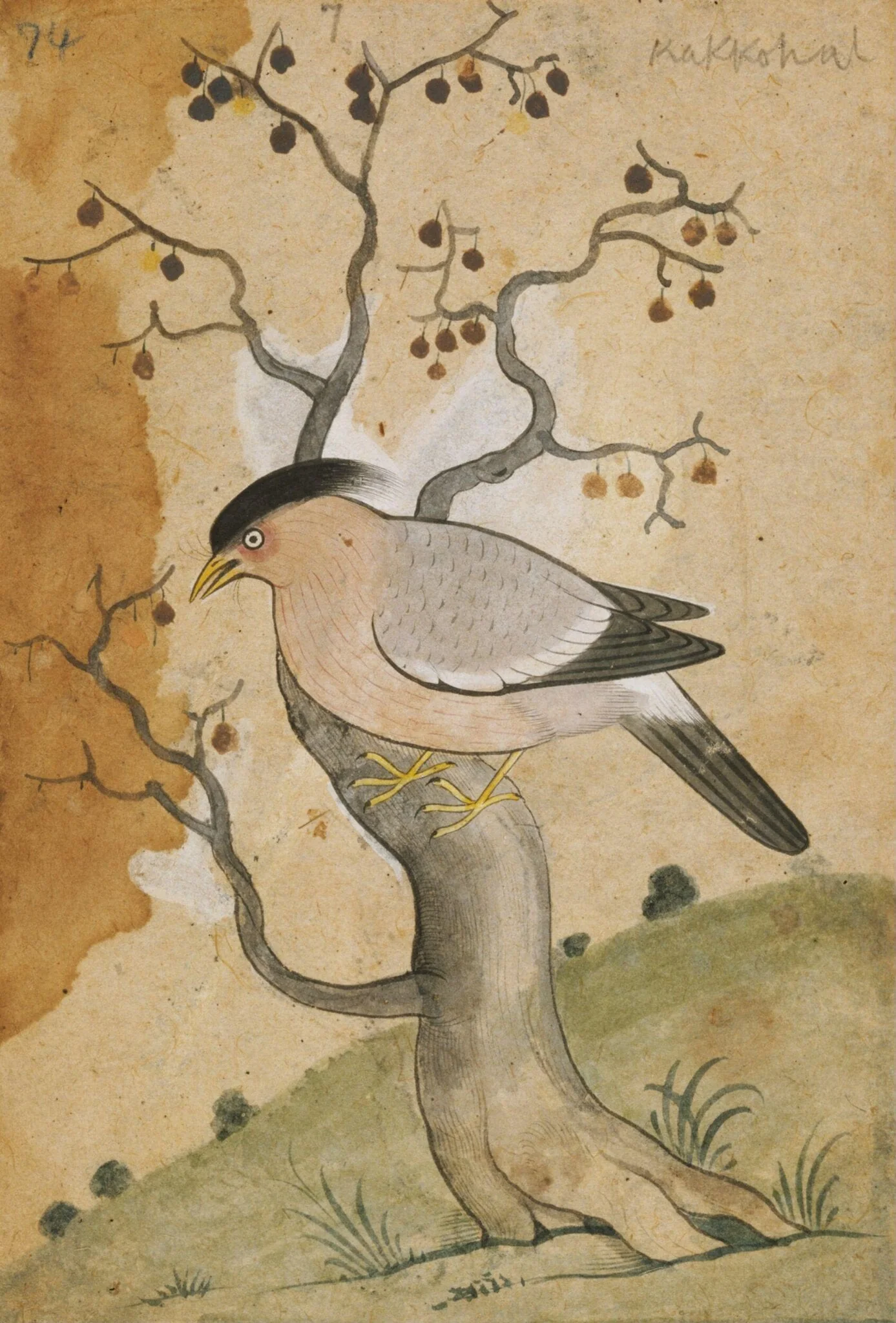 Depictions of a Grey-backed shrike of Northern India, by Unknown, paint, 1820