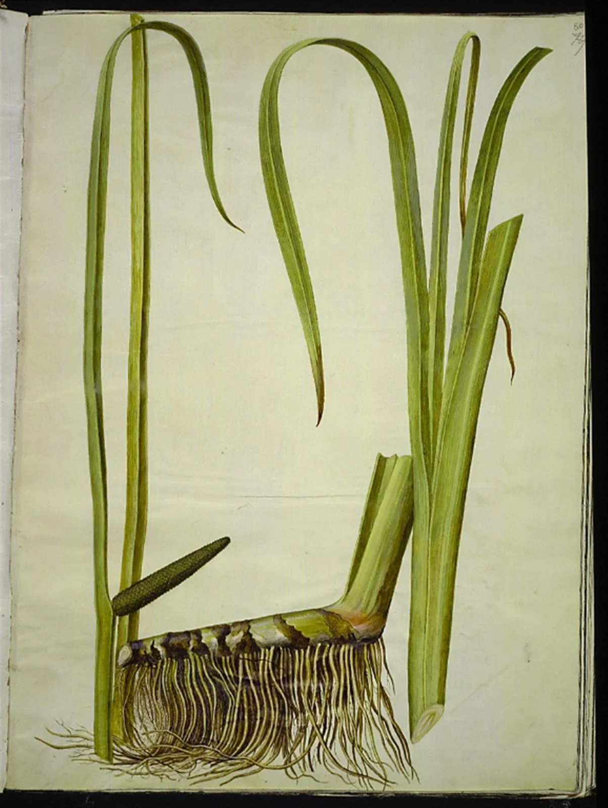 Acorus calamus (almindelig kalmus), by Unknown, unspecified, 1654