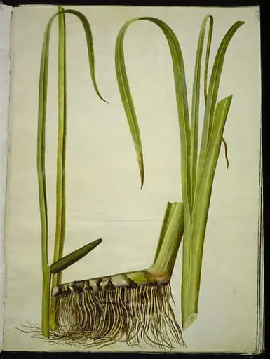 Acorus calamus (almindelig kalmus)