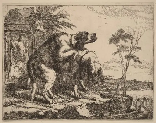 Two Dogs Copulating