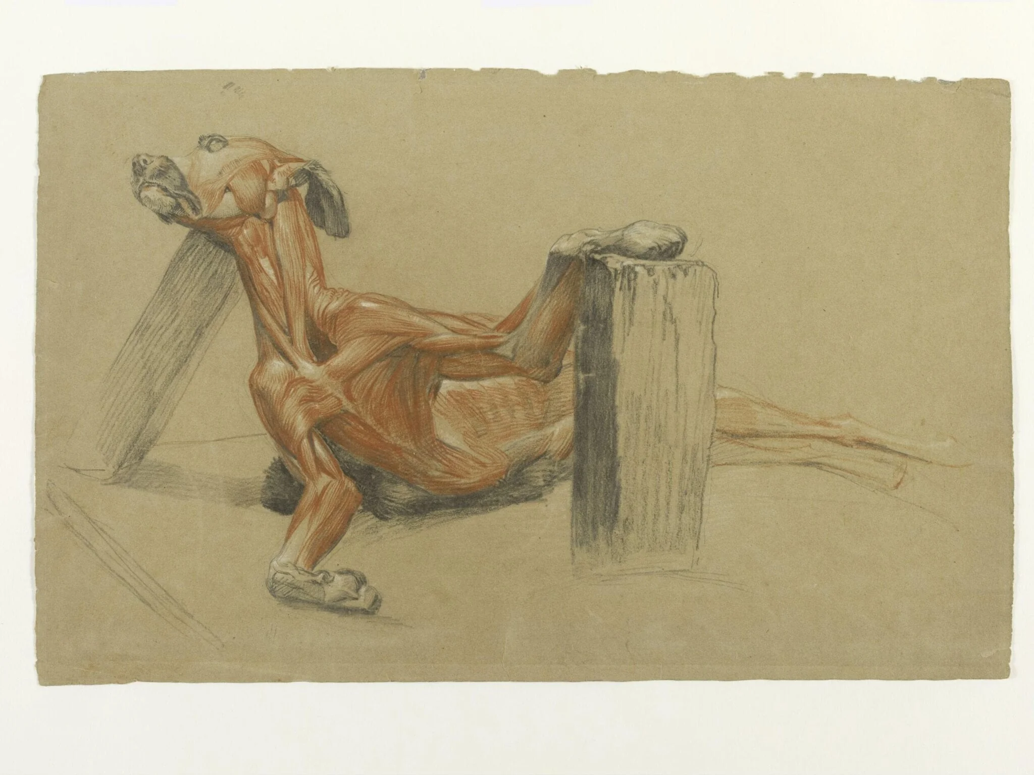 Ecorche drawing of a greyhound supported by planks, by Edwin Landseer, 1819
