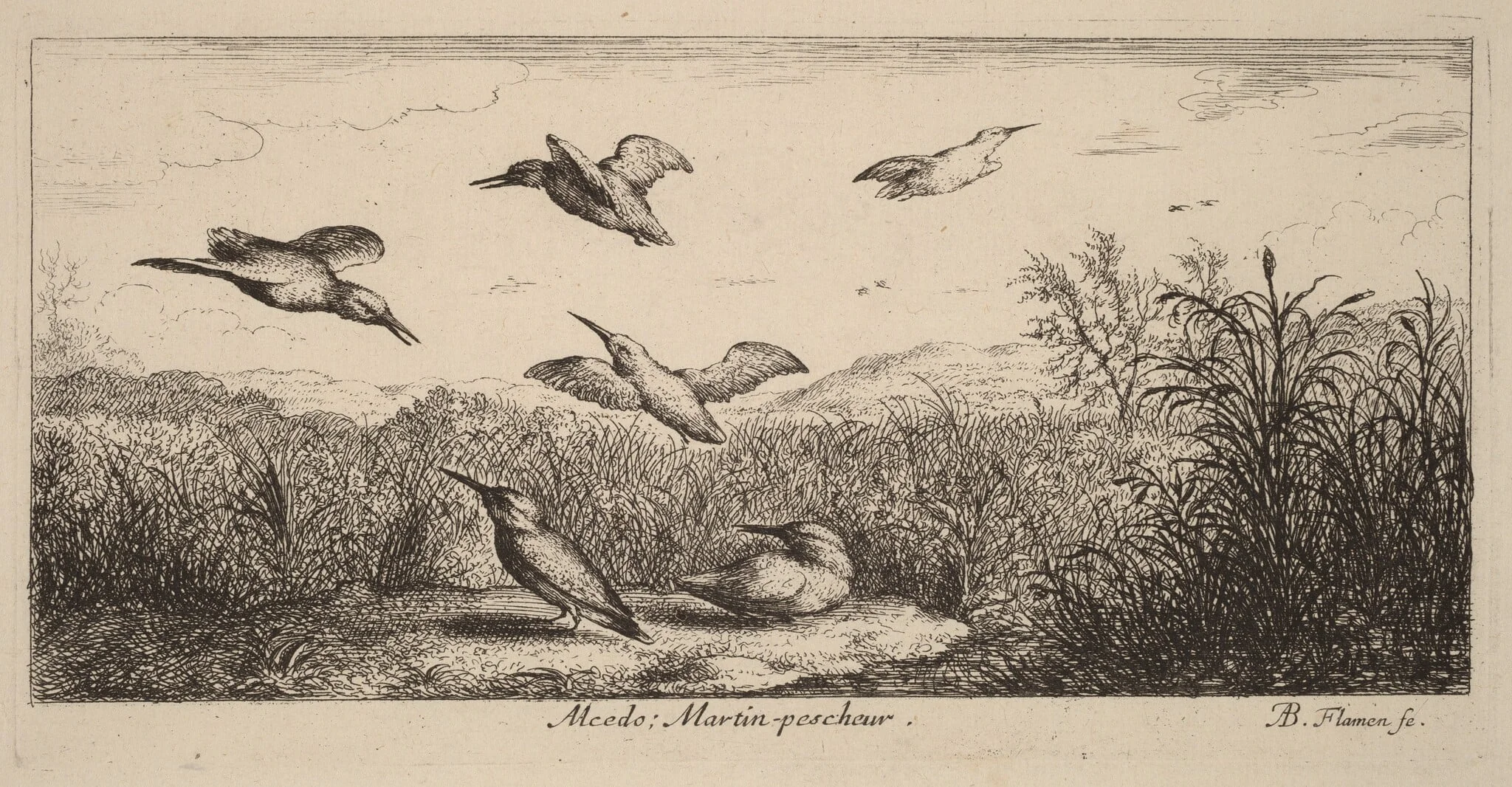 Alcedo, The Kingfisher, by Albert Flamen, ink, 1644