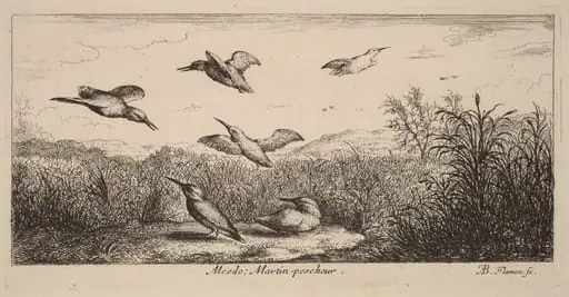 Alcedo, The Kingfisher