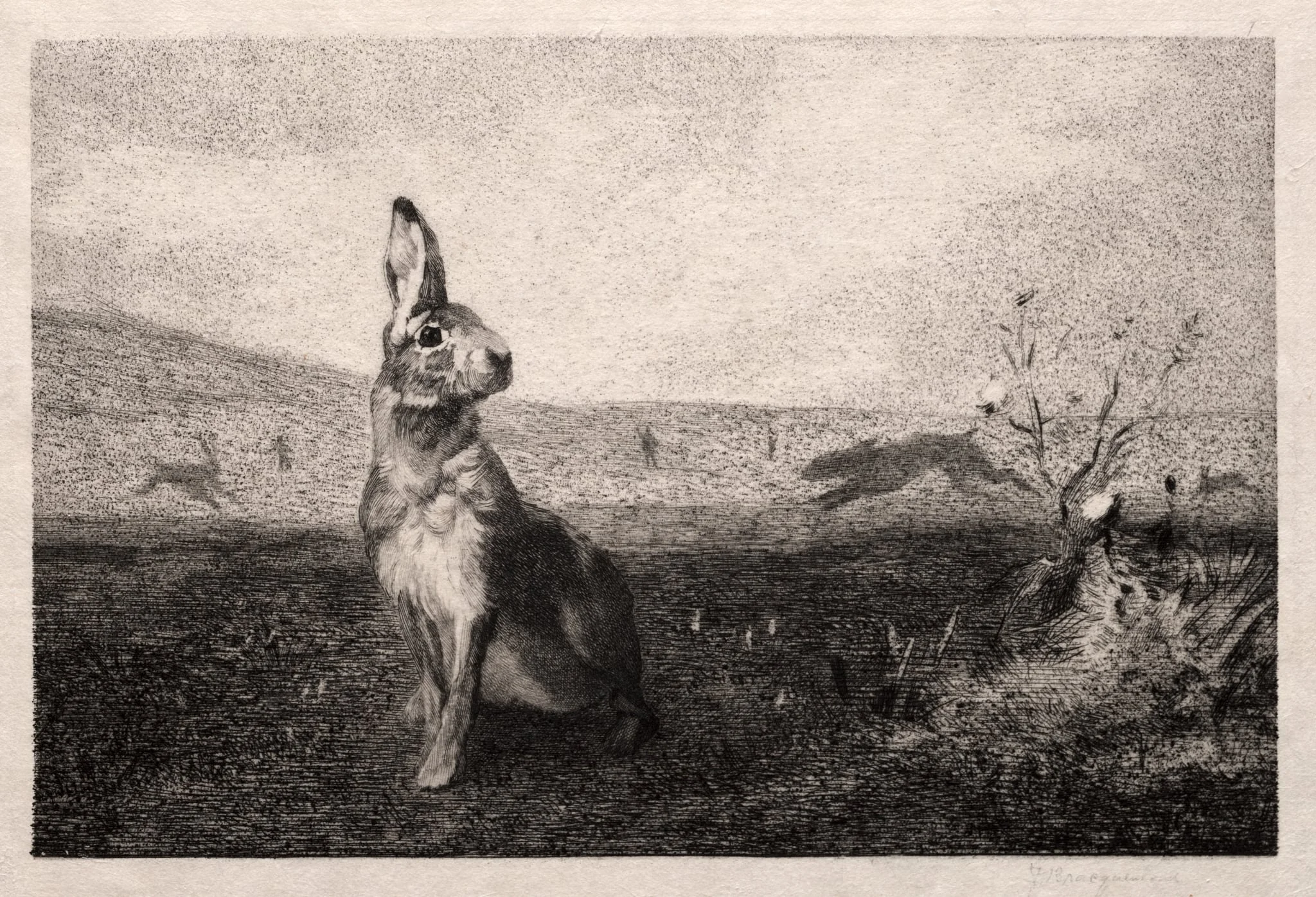 The Hare (after A. de Balleroy), by Félix Bracquemond, 1865