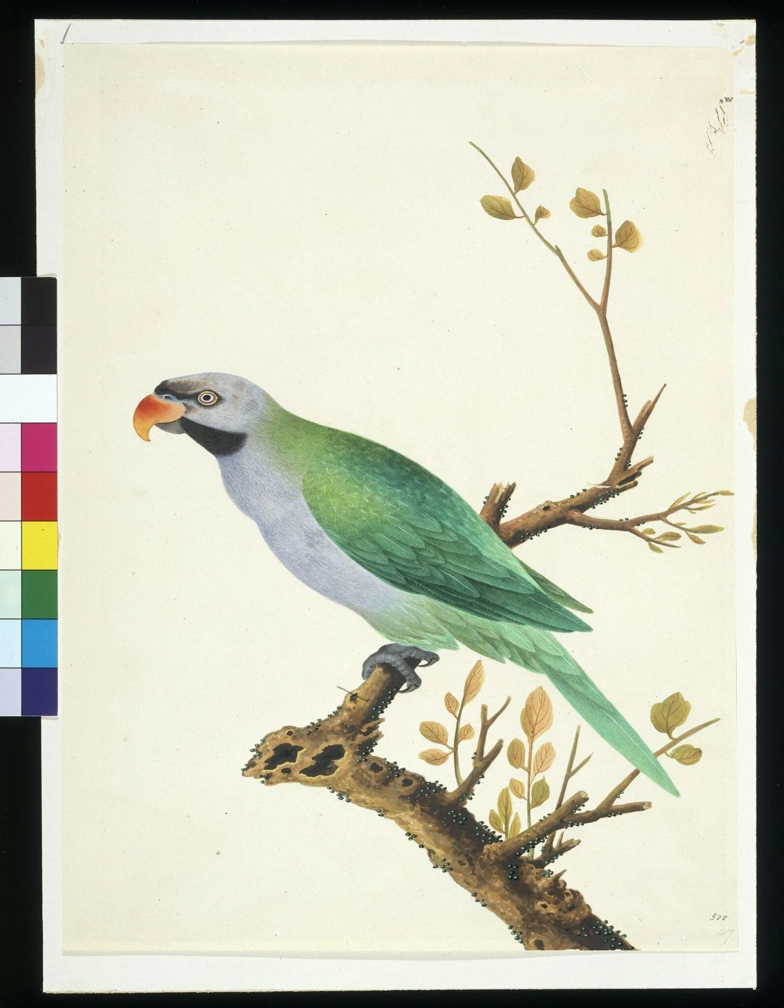Derbyan Parakeet