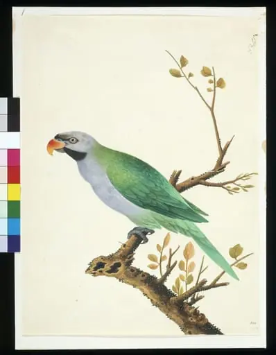 Derbyan Parakeet
