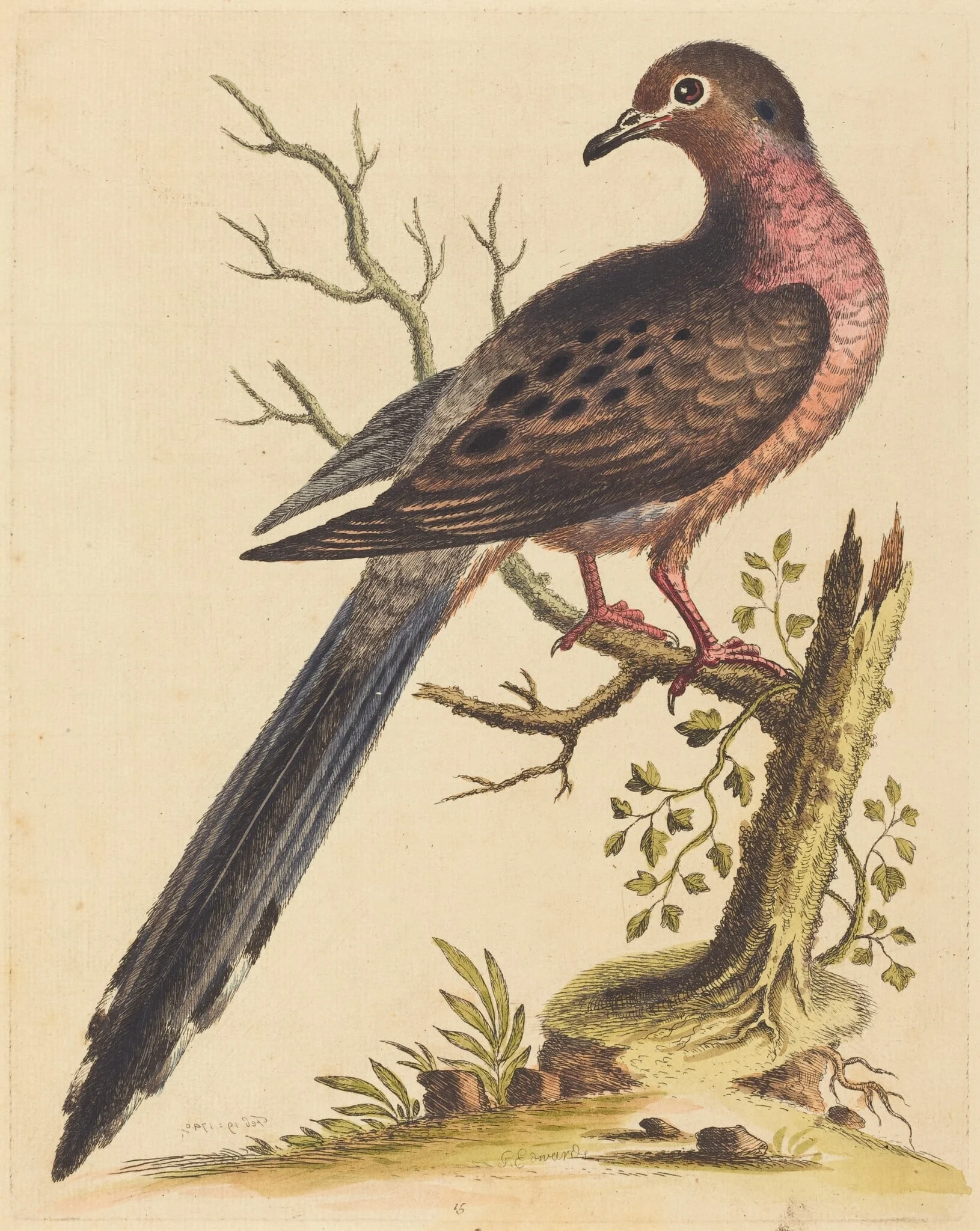 Fedoa Americana pectore ruso, by George Edwards, ink, 1740