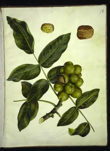 Juglans regia (almindelig valnød)