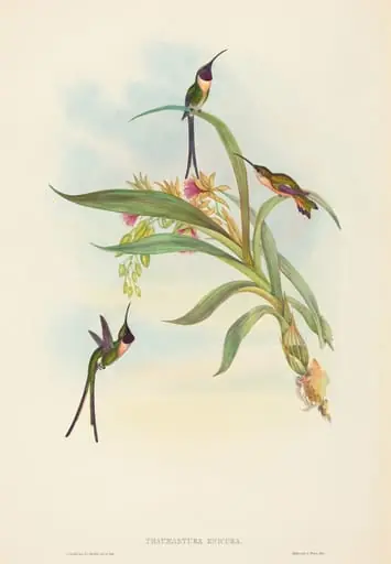 Tharmastura enicura (Slender Shear-Tail)