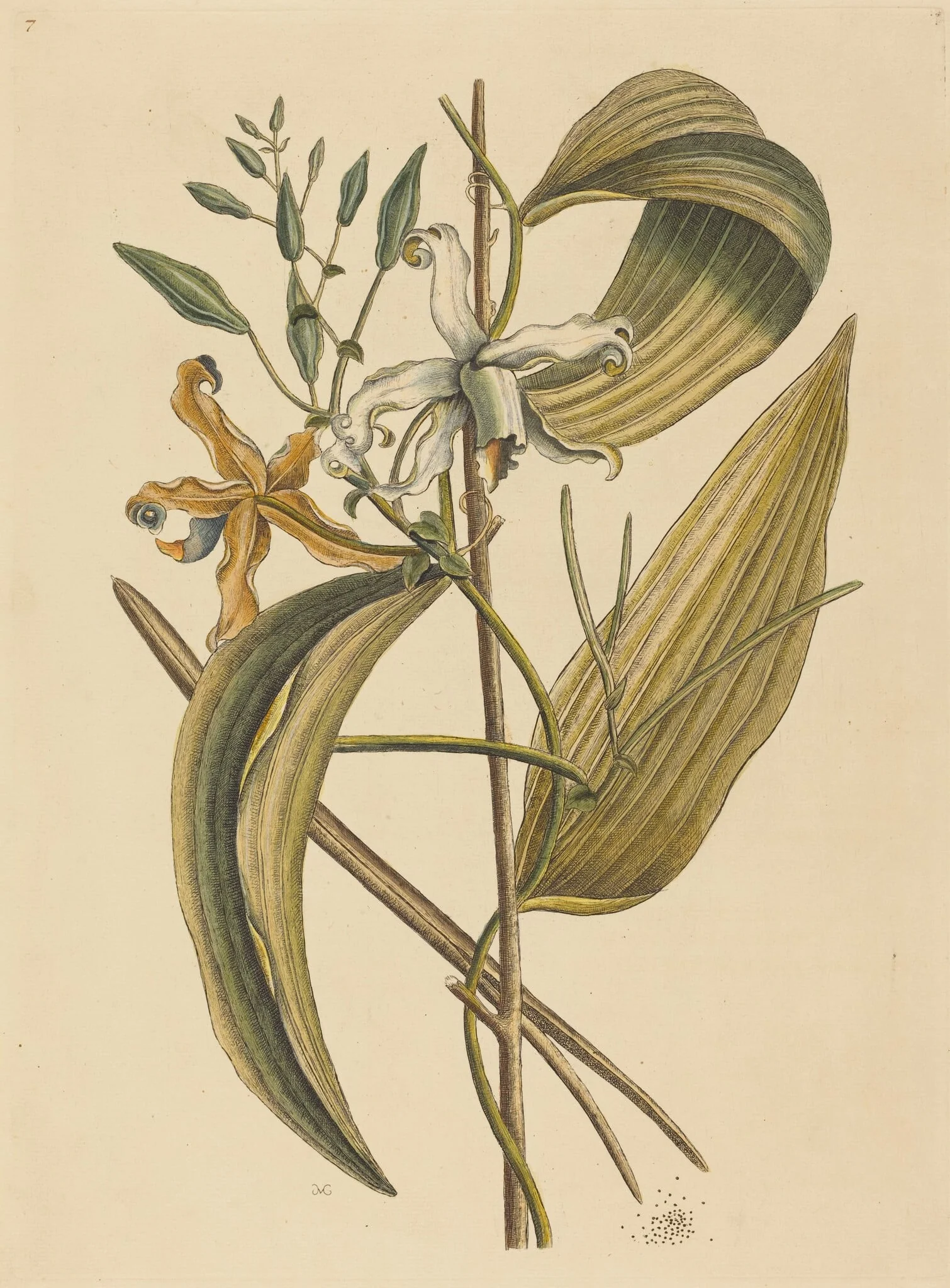 The Vanelloe (Epidendrum Vanilla), by Mark Catesby, ink, 1737