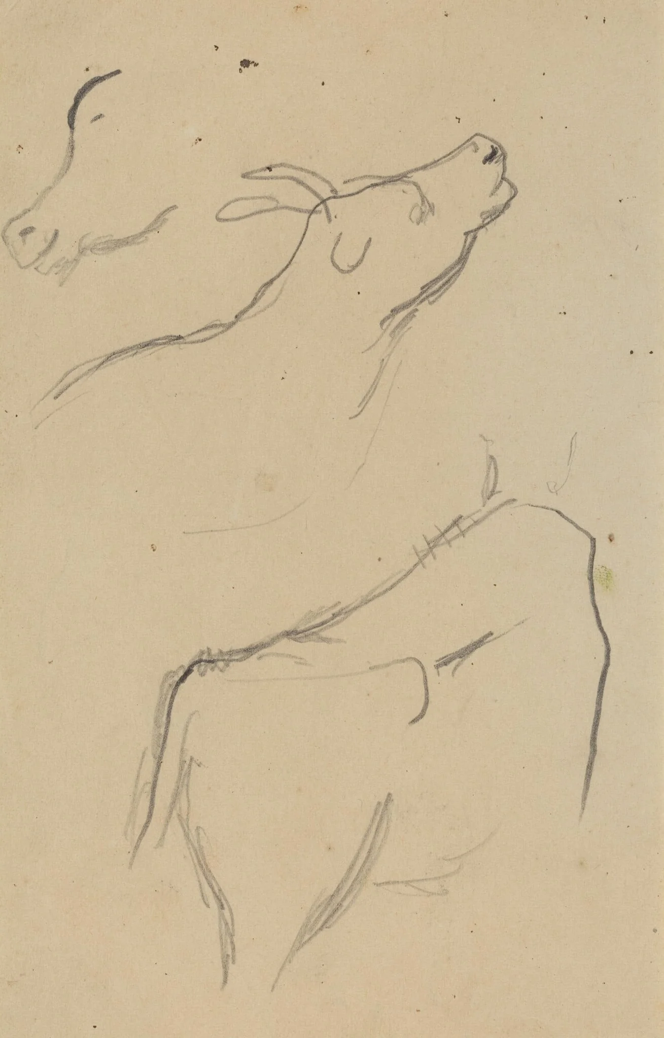 Studies of a Cow [verso], by Paul Gauguin, graphite, 1886