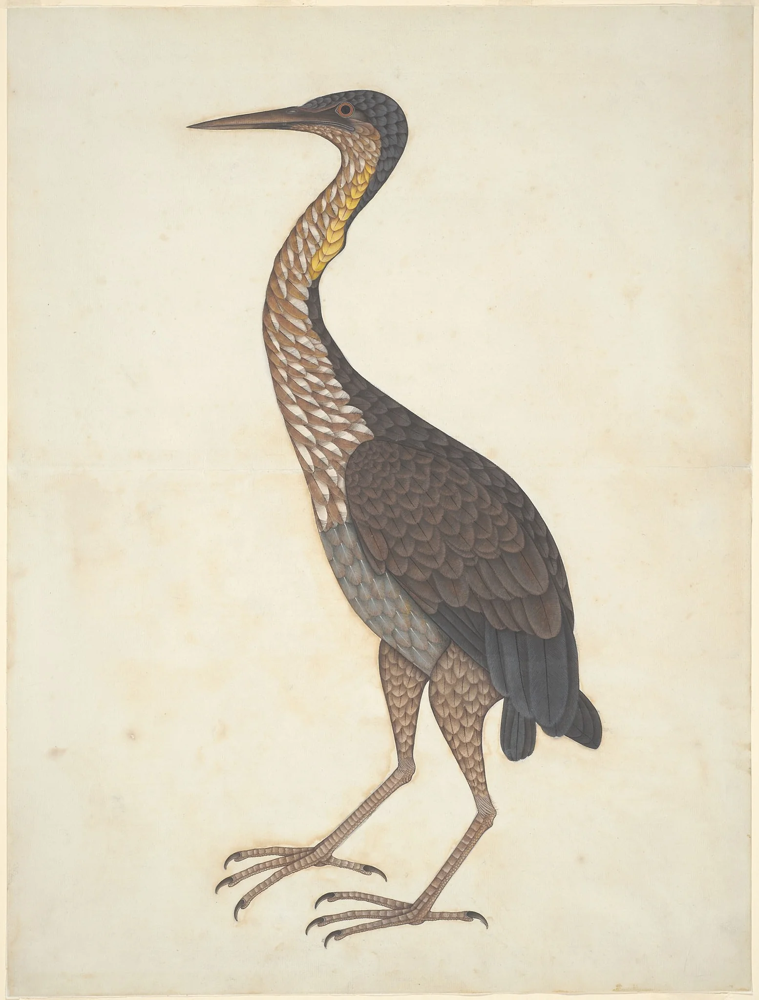 Purple Heron (Ardea purpurea)