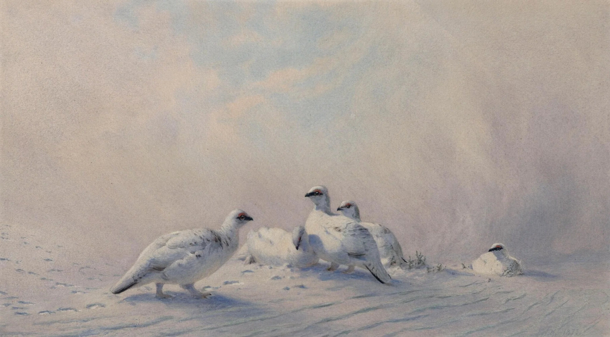 Ptarmigan: Winter, by Joseph Wolf, watercolor, 1873