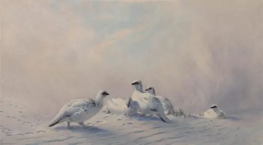 Ptarmigan: Winter