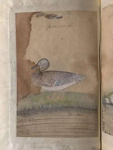 Depictions of a sandpiper and Garganey goose of Northern India