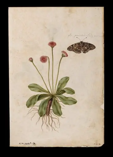 Daisies and lady butterfly; Roses