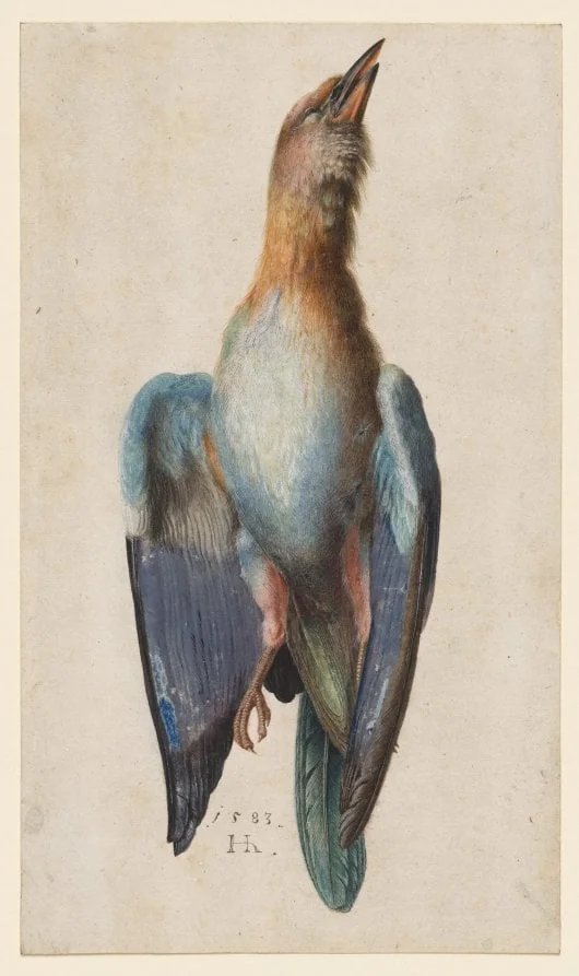 Dead Blue Roller, by Hans Hoffmann, 1583