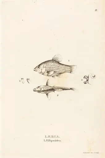 Lebia (L'Ellipsoidea)
