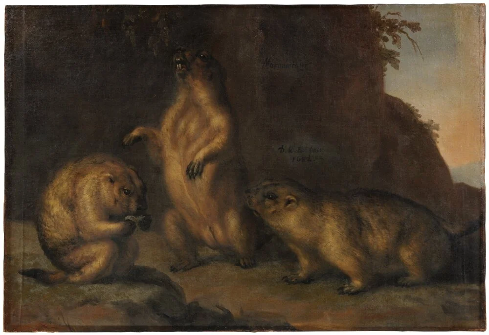Murmeldjur, by David Klöcker Ehrenstrahl, oil, 1673