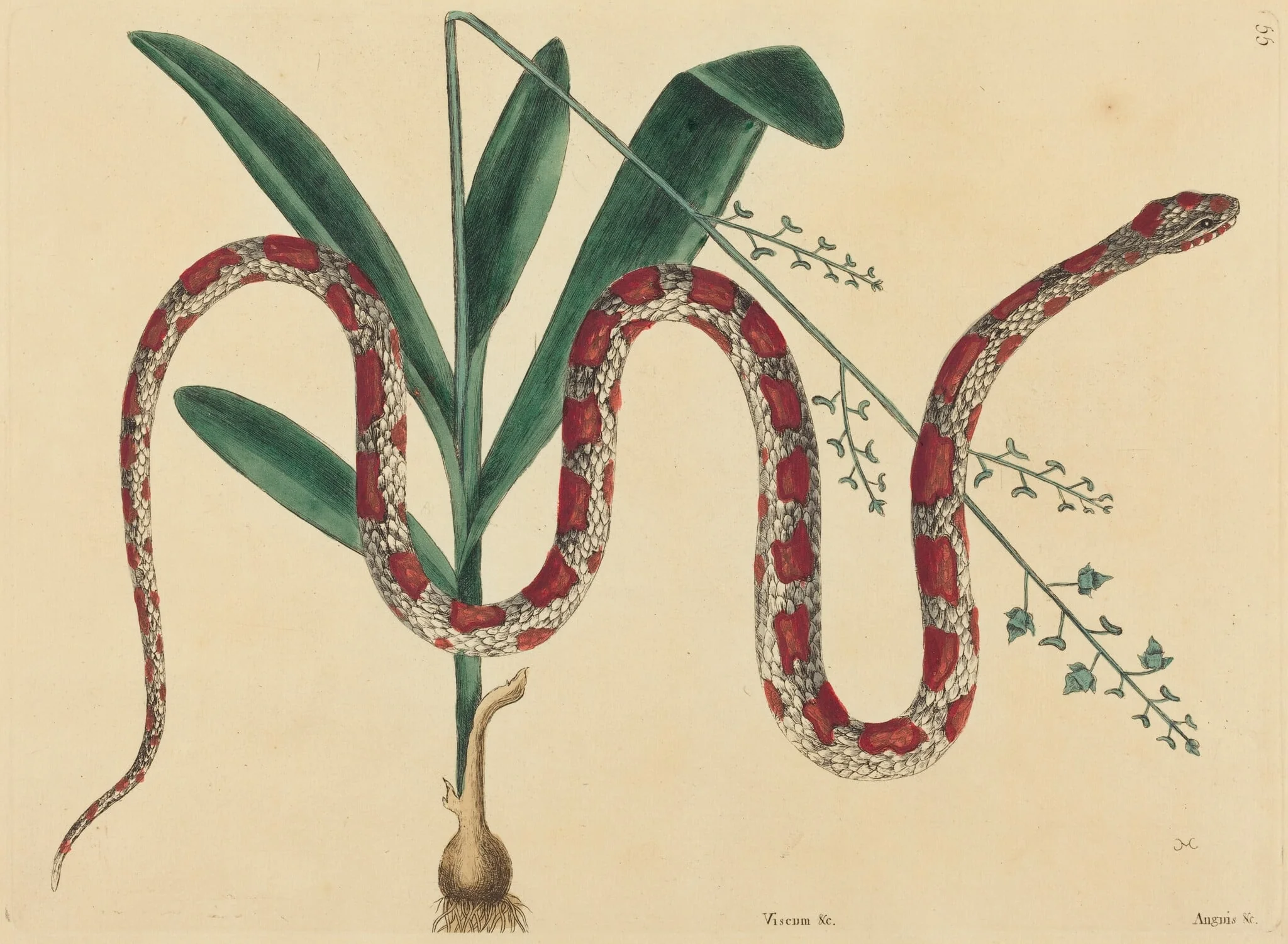 The Corn Snake (Coluber fulvius?), by Mark Catesby, ink, 1737