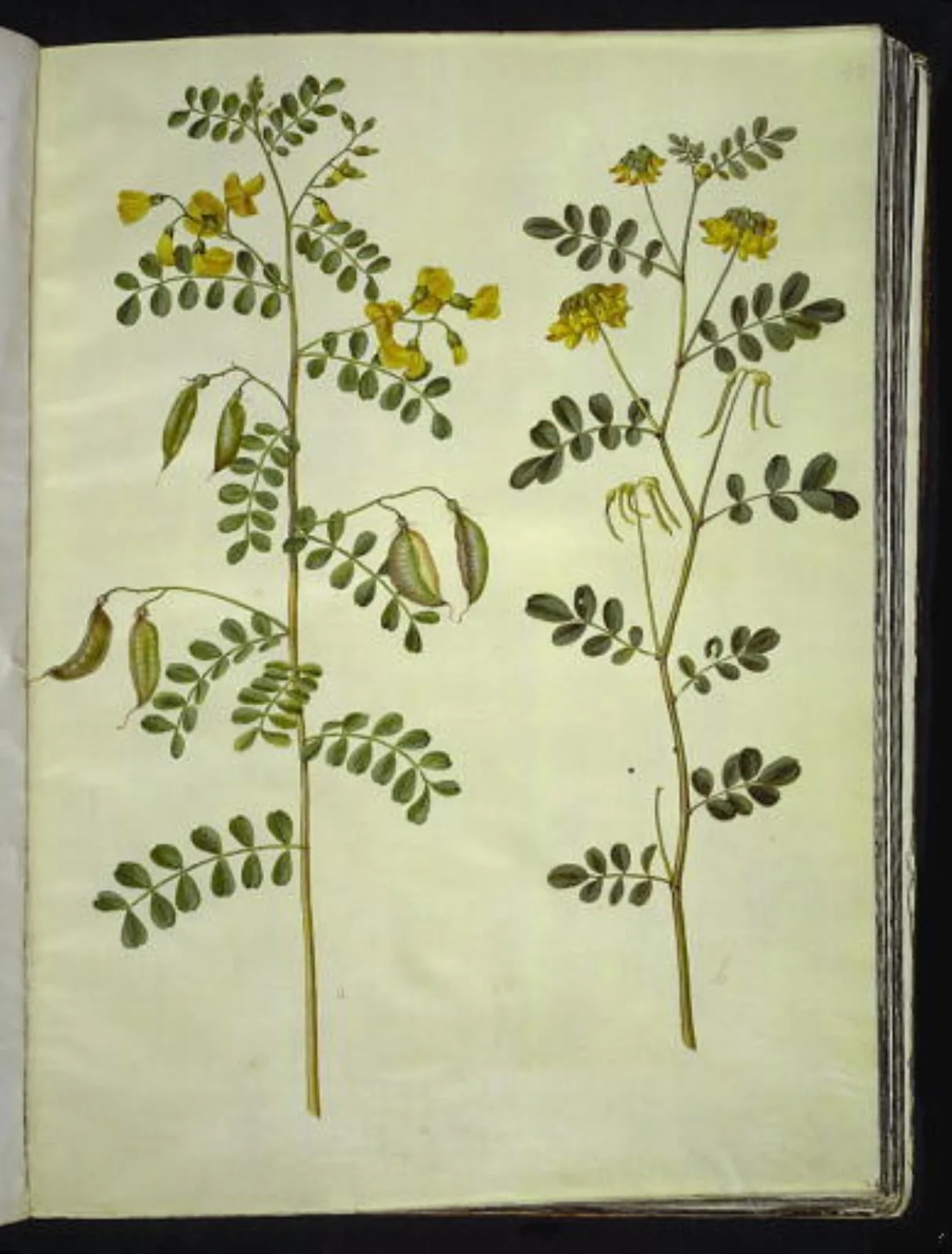 Colutea arborescens (almindelig blærebælg); Hippocrepis emerus (busk-hestesko), by Unknown, unspecified, 1654