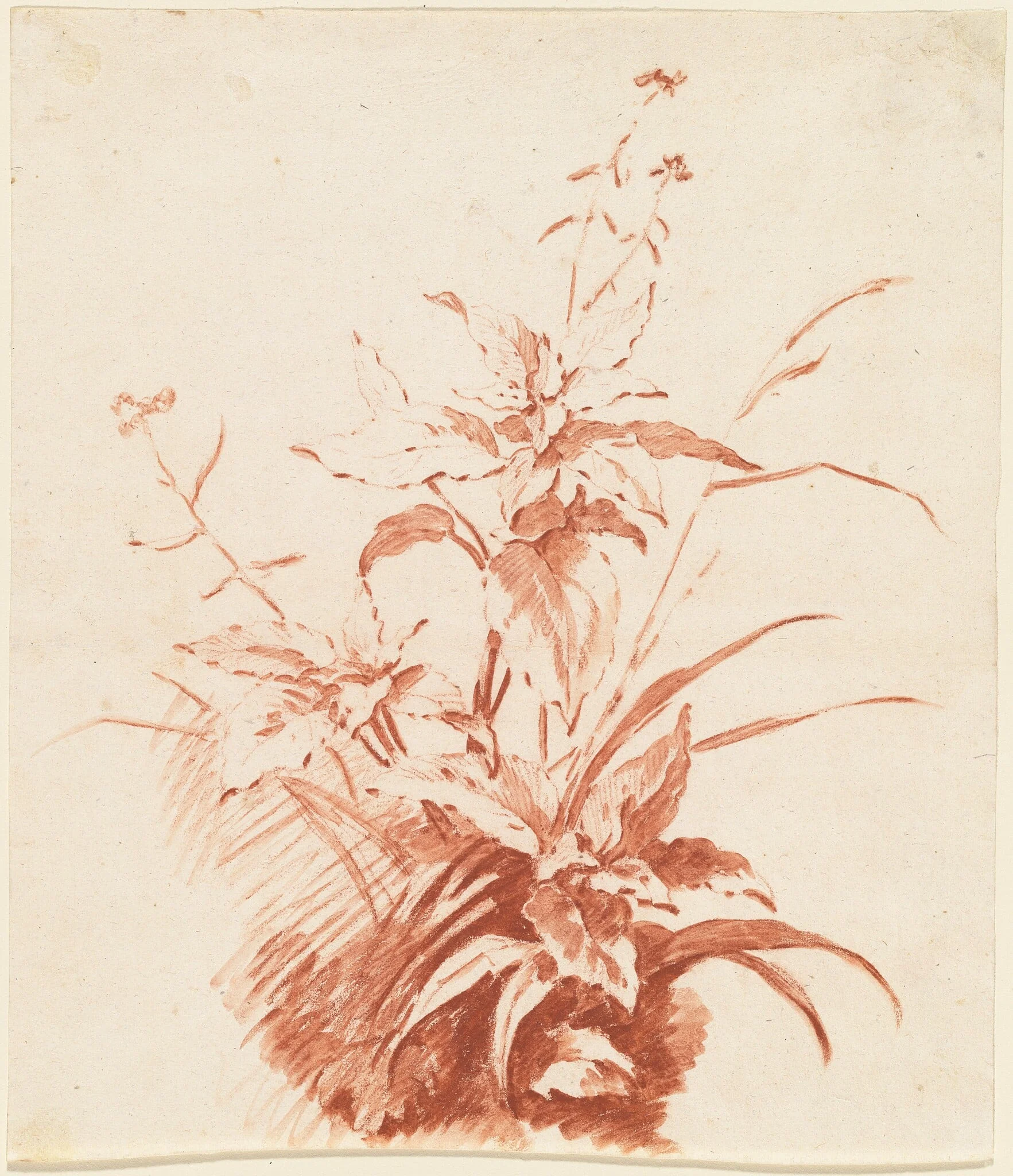 Flowering Plant with Grass, by Jean-Baptiste Hüet, chalk, 1764