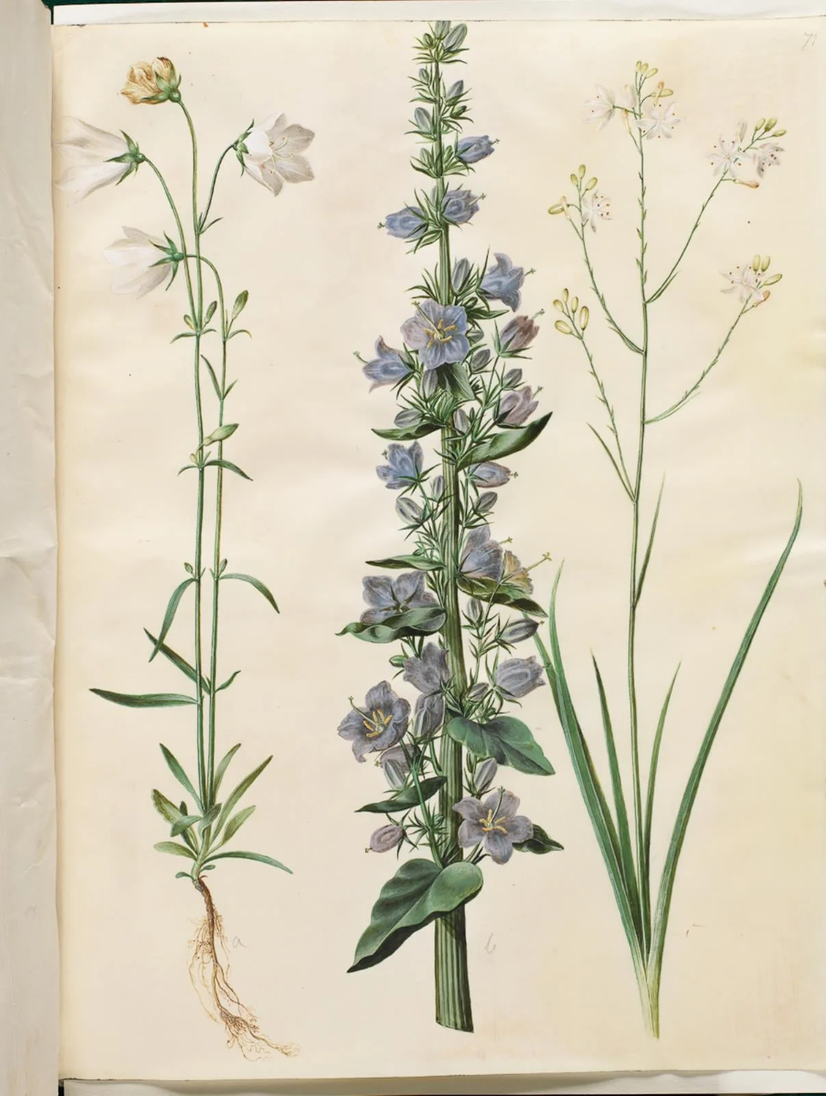 Campanula persicifolia (smalbladet klokke); Campanula pyramidalis (pyramide-klokke); Anthericum ramosum (grenet edderkopurt), by Unknown, unspecified, 1654