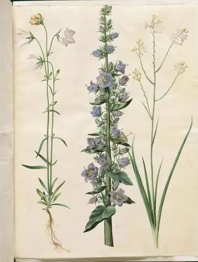 Campanula persicifolia (smalbladet klokke); Campanula pyramidalis (pyramide-klokke); Anthericum ramosum (grenet edderkopurt)