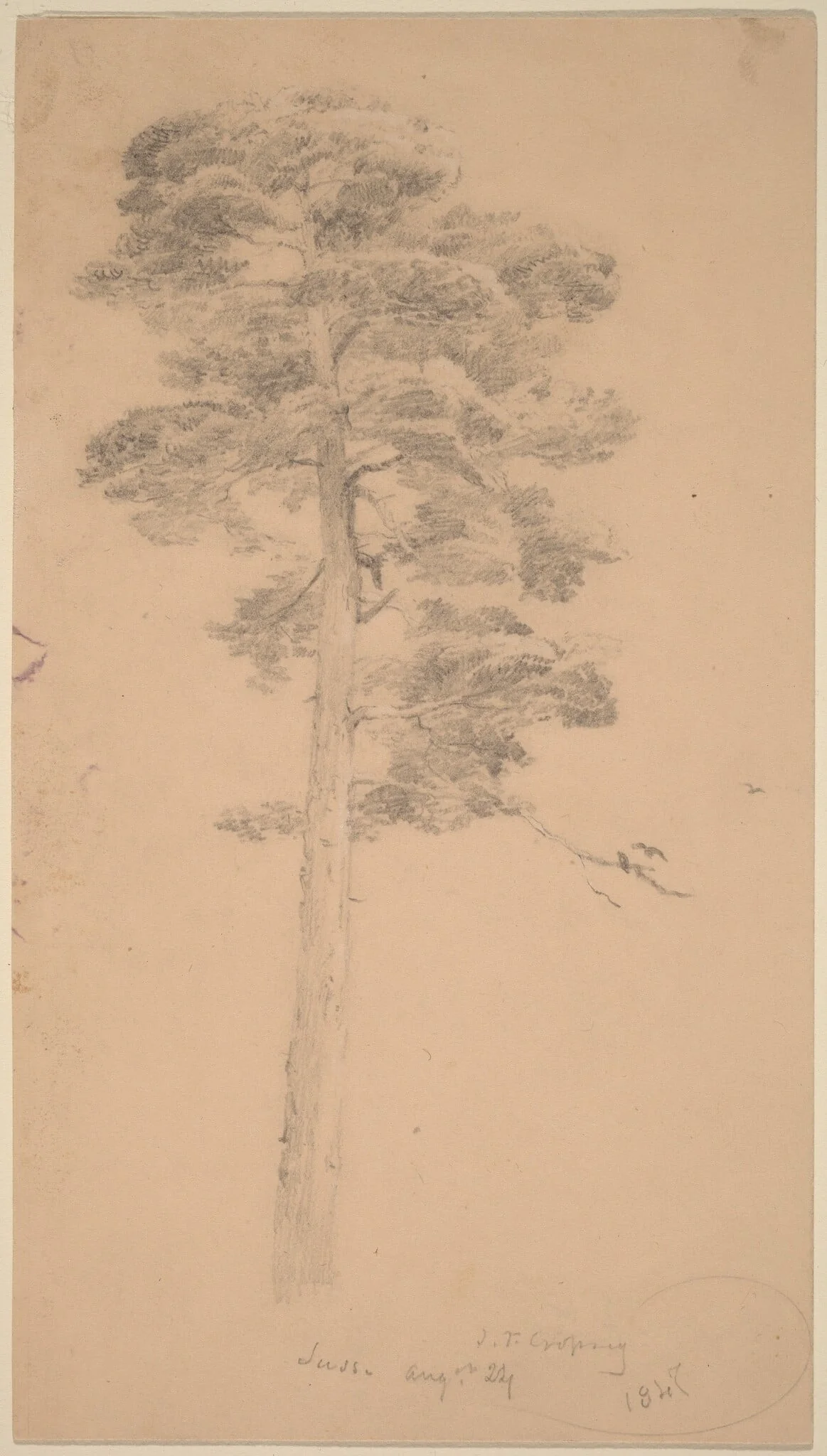 Pine Tree