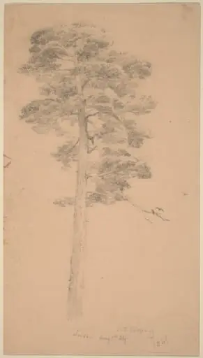 Pine Tree