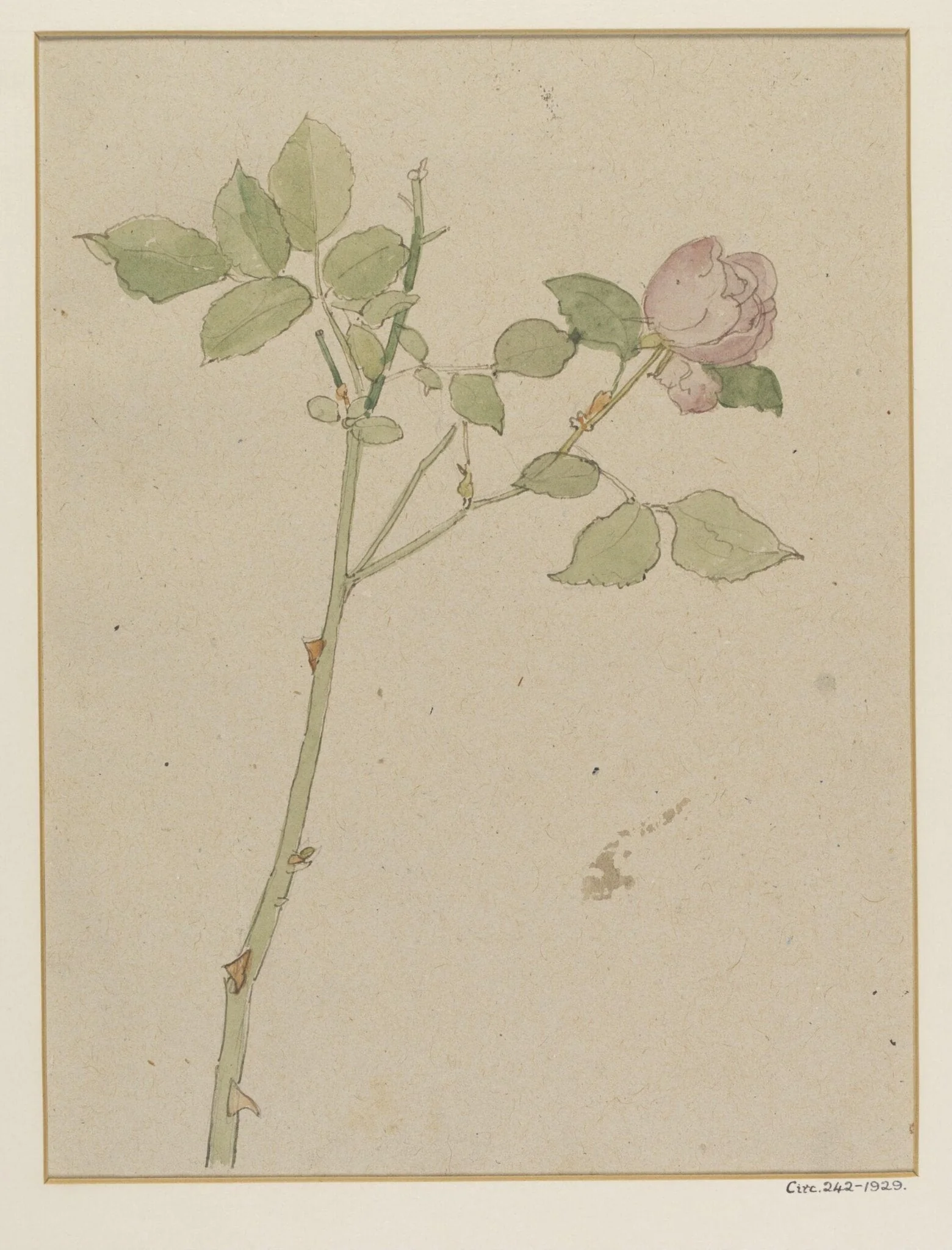Rose